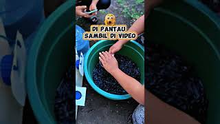 Download lagu dipantau sambil di video #kolamikan #trending #ikan #hobbyikan #leleorganik #bibitlele #fish #cfj mp3