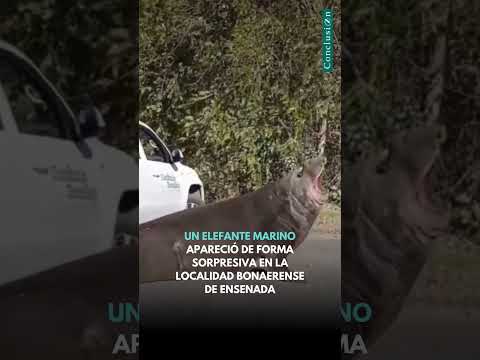 Rescataron y liberaron en Punta Rasa al elefante marino hallado en Ensenada