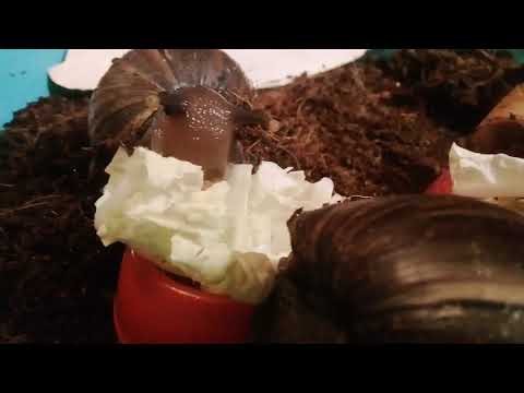 Мои улитки кушают 2 часть. 🐌🐌🐚🐚
