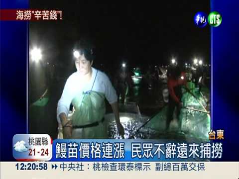 "白金"來了! 漁民溪口捕撈鰻苗