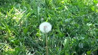 Dandelion I