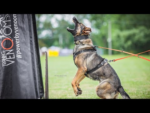 Lynxfelsen Ixtreme Hasan - 5/2023