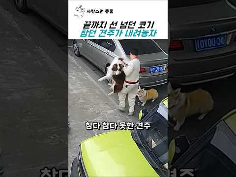 끝까지 선 넘던 코기 참던 견주의 반응