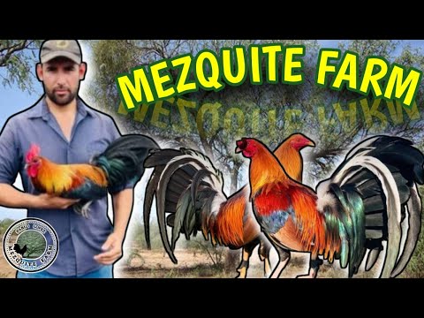 Mesquite Farm by "Pablo Lopez 🐓🐓🔥🔥💥💥💥