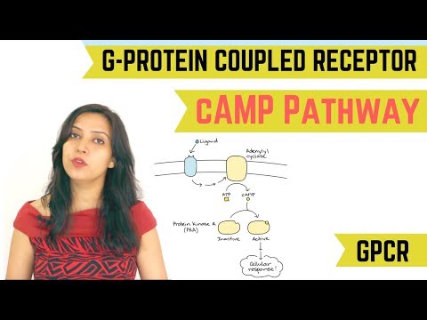 cAMP PATHWAY | G-PROTEIN COUPLED RECEPTOR (GPCR)