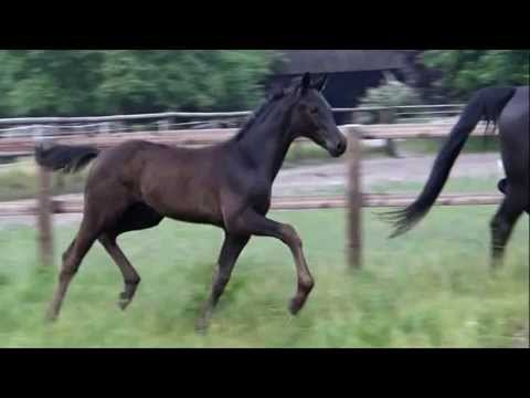 SOLD !!! *****  Fiorenzo v. Finest  - Show Star