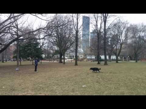 Dog trained to catch ball