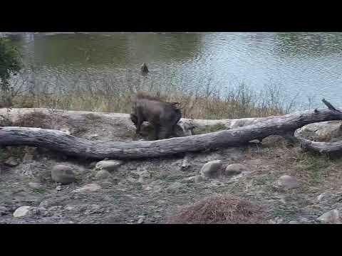 Djuma: Impalas, Warthogs and Lapwings - 13:45 - 09/16/20