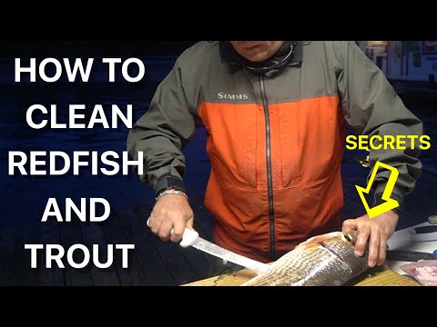 TIPS ON HOW TO CLEAN A REDFISH AND TROUT.  (FLOUNDER TIP AS WELL)