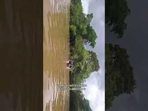 viajando na pesqueira de ipixuna no Amazonas