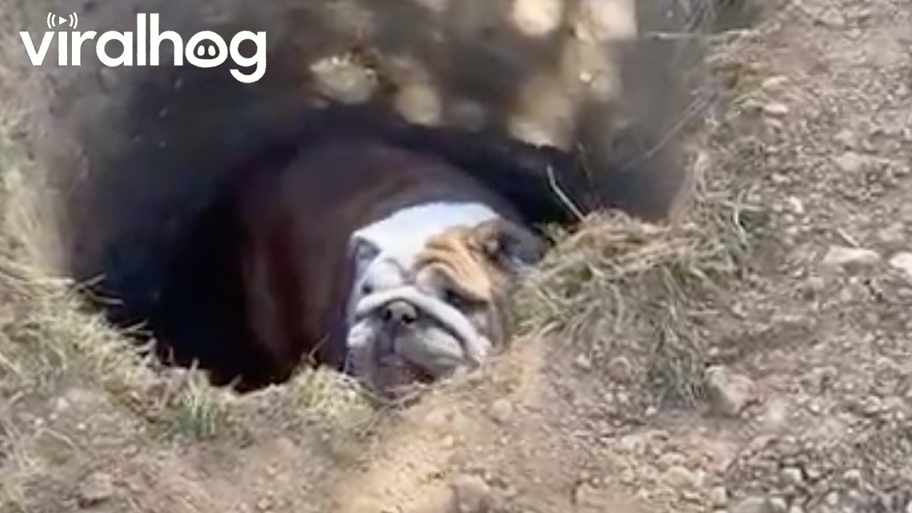 Bulldog Doesn't Want to Be Saved || ViralHog