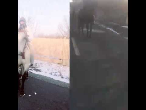 Caii lui stefan de la visinii