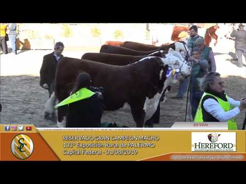 01-08-19 - Reservado Gran Campeón Macho P. Hereford - 133° Expo. Rural de Palermo - Cap. Federal