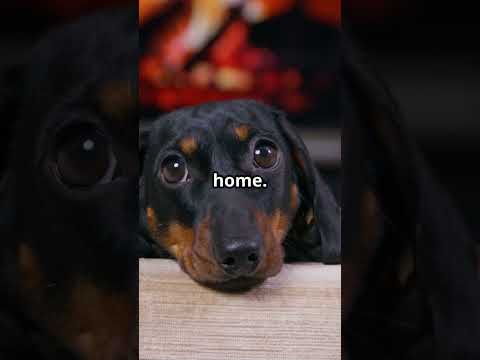 Watch our Dachshund video