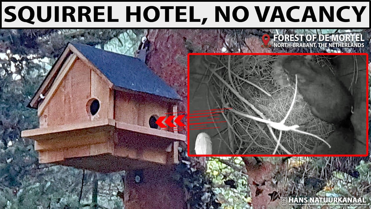 Live webcam view of Squirrel Hotel Nest Box