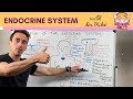 Overview Of The Endocrine System