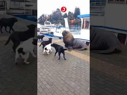Lobo Marino MUERDE!! a un perro en Chile