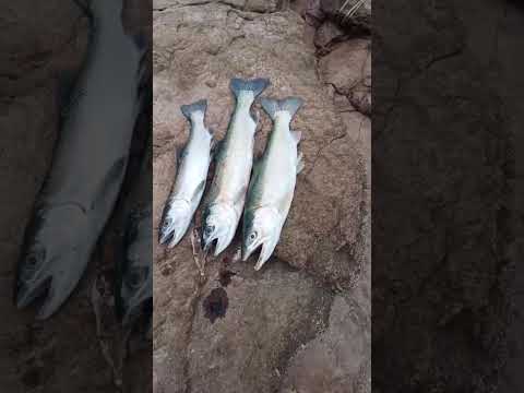 PESCA EN EL CHOCON 4/2/26