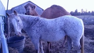 Camel Guide And Horse Form Unlikely Friendship When Mare Loses Her Sight