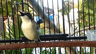 Download lagu Suara Pancingan Remetuk Laut / Siur ,Terbukti Bikin Burung Remetuk BISU Langsung NYAUT Gacor Nyuling mp3 Download lagu Suara Pancingan Remetuk Laut / Siur ,Terbukti Bikin Burung Remetuk BISU Langsung NYAUT Gacor Nyuling mp3