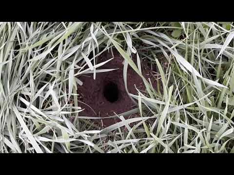 Gniazdo os w dziurze w ziemi 😲🐝😁