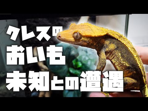 Nuvola アプリ kmoon.png