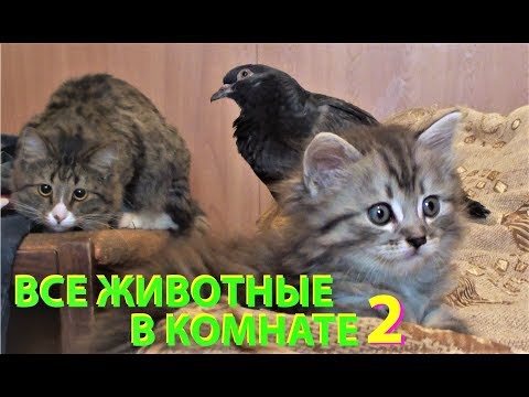 ВСЕ ЖИВОТНЫЕ В КОМНАТЕ 2 (собаки, кошки, котята, голуби, голубята и ворона)