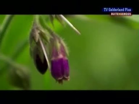 BuitenGewoon 21 juni 2007