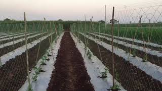 preview picture of video 'Agririse CROP SUPPORT NET @350'