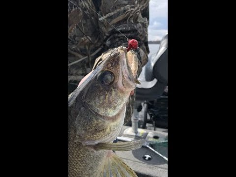 612outdoors.com - Upper Red Lake Bobber Fishing Walleyes 05/13/2019