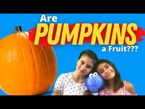 download lagu mp3 mp4 Is Pumpkin A Vegetable, download lagu Is Pumpkin A Vegetable gratis, unduh video klip Is Pumpkin A Vegetable