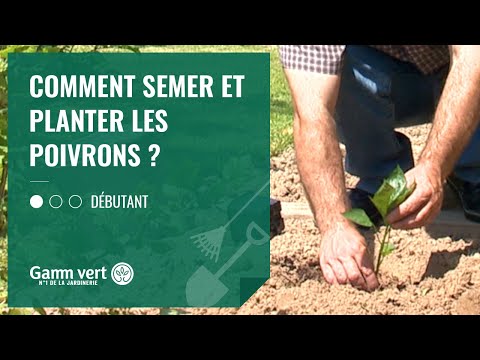 , title : '[TUTO] Comment semer et planter les poivrons ? – Jardinerie Gamm vert'