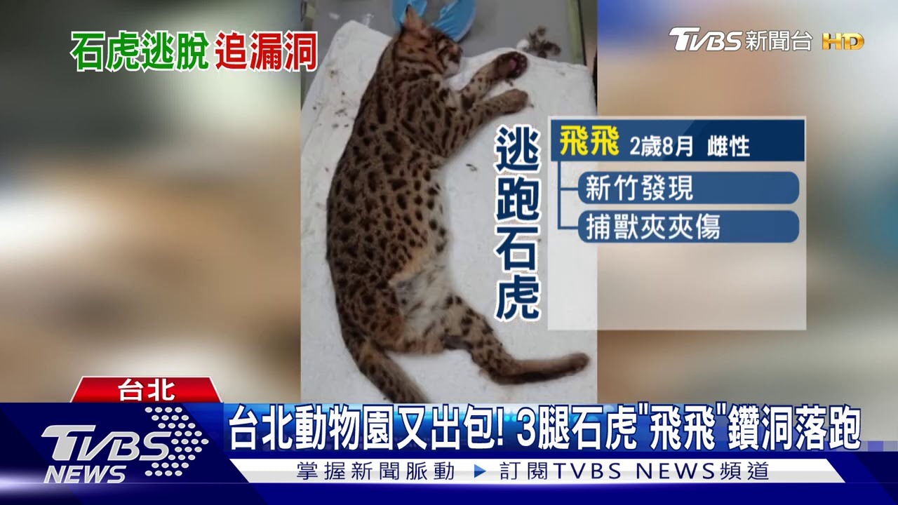 台北動物園又出包! 3腿石虎「飛飛」鑽洞落跑