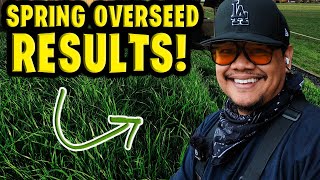 Our spring overseed results! You gotta see this!