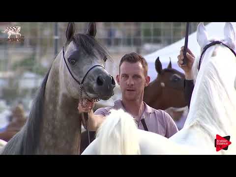 Menton 2019 - Best In Show Males