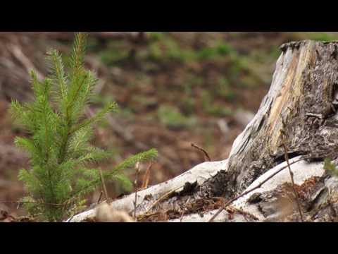 CASArbor - Spaces te huur - Covasna Saint George Romania - nederlands