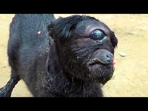 download lagu mp3 mp4 Cyclops Animal, download mp3 Cyclops Animal free downloadn, video klip Cyclops Animal