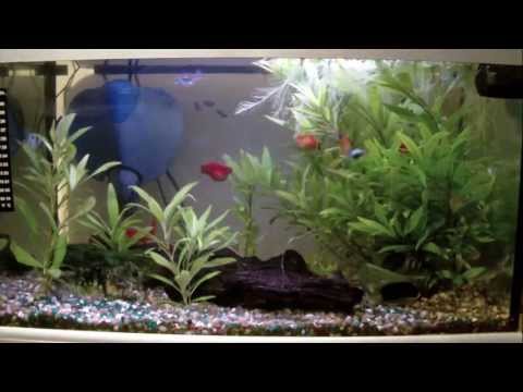 Fish Tank - Platies, Sterbai Corydoras, Peppered Corydoras, WCMM