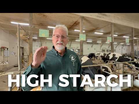CORN SILAGE vs LONGEVITY: Feeding Strategies for Dairy Cow with Dr. Mike VandeHaar 🇺🇸