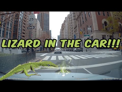Boston to Manhattan - LIZARD IN THE CAR!!!