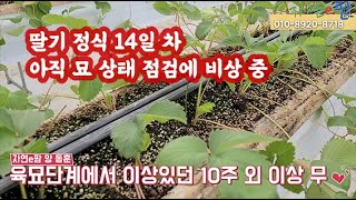 9월 26일 정식 14일 차 아직 딸기 묘 관리 중 딸기도 안정권에 들어가는 중 이제 슬슬 역병약 처리 해야…