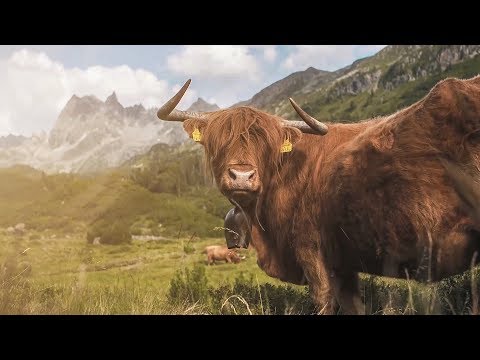Montafon.TV - HOJA Part 2 (Alpine Summer in Montafon)