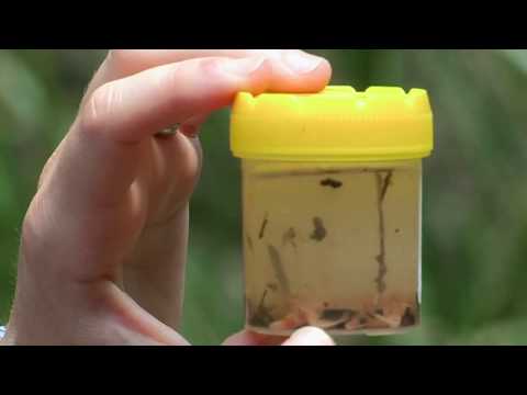 Water Bugs and Water Quality - Envirotube