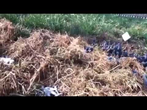 Gettysburg The Wheatfield