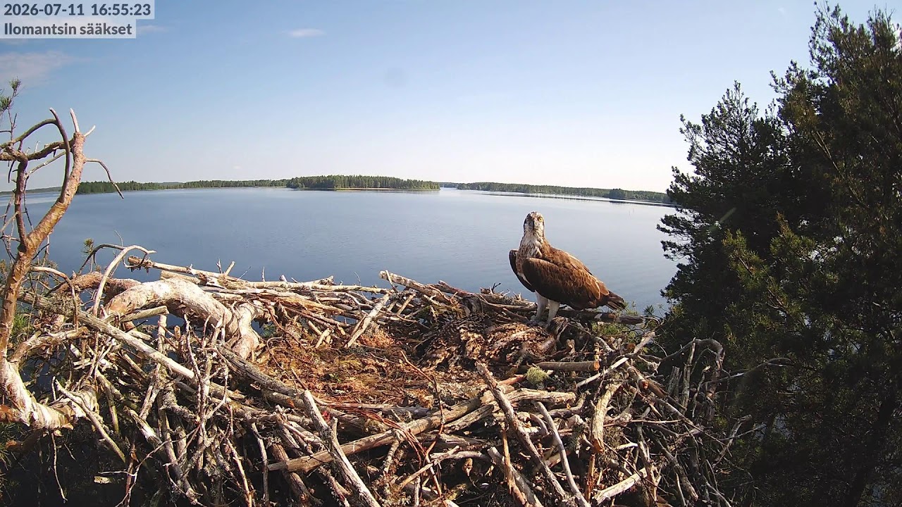 Live webcam view of Ilomantsi Osprey Nest Cam