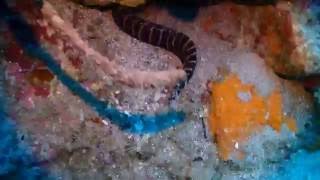 20161030 小琉球岸潛11 - 某種海蛇