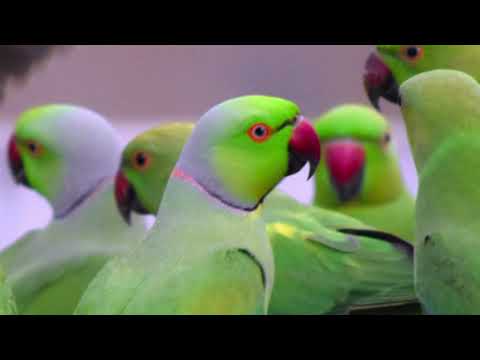 Hiru Paya Ena Sundara Mohothaka |Vilbert Anthony