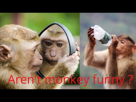 Aren't monkeys just the funniest? - Funny monkey compilation.. #Monkeys #AnimalVideo #Primates
