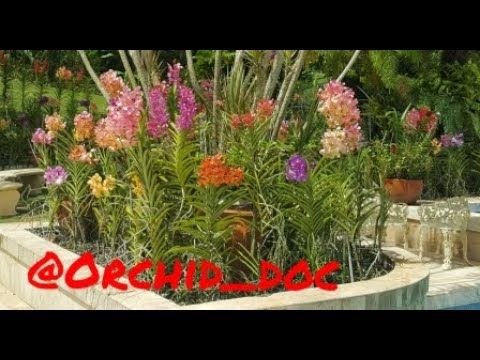Orchid Garden Tour:  A fabulous Vanda Orchid garden in JAMAICA