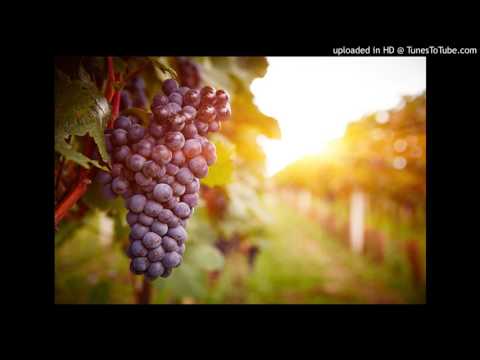 Amor Furioso - La Viña